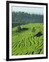 Landscape of Lush Green Rice Terraces on Bali, Indonesia, Southeast Asia-Alain Evrard-Framed Photographic Print