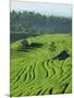 Landscape of Lush Green Rice Terraces on Bali, Indonesia, Southeast Asia-Alain Evrard-Mounted Photographic Print