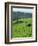 Landscape of Lush Green Rice Terraces on Bali, Indonesia, Southeast Asia-Alain Evrard-Framed Photographic Print