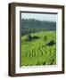 Landscape of Lush Green Rice Terraces on Bali, Indonesia, Southeast Asia-Alain Evrard-Framed Photographic Print