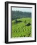 Landscape of Lush Green Rice Terraces on Bali, Indonesia, Southeast Asia-Alain Evrard-Framed Photographic Print