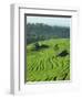 Landscape of Lush Green Rice Terraces on Bali, Indonesia, Southeast Asia-Alain Evrard-Framed Photographic Print