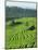 Landscape of Lush Green Rice Terraces on Bali, Indonesia, Southeast Asia-Alain Evrard-Mounted Photographic Print