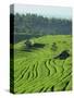 Landscape of Lush Green Rice Terraces on Bali, Indonesia, Southeast Asia-Alain Evrard-Stretched Canvas