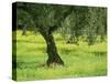 Landscape of Olive Tree and Wild Flowers Near Trujillo, in Extremadura, Spain, Europe-Michael Busselle-Stretched Canvas