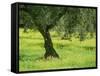 Landscape of Olive Tree and Wild Flowers Near Trujillo, in Extremadura, Spain, Europe-Michael Busselle-Framed Stretched Canvas
