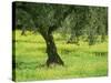 Landscape of Olive Tree and Wild Flowers Near Trujillo, in Extremadura, Spain, Europe-Michael Busselle-Stretched Canvas