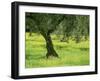 Landscape of Olive Tree and Wild Flowers Near Trujillo, in Extremadura, Spain, Europe-Michael Busselle-Framed Photographic Print