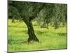 Landscape of Olive Tree and Wild Flowers Near Trujillo, in Extremadura, Spain, Europe-Michael Busselle-Mounted Photographic Print