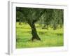 Landscape of Olive Tree and Wild Flowers Near Trujillo, in Extremadura, Spain, Europe-Michael Busselle-Framed Photographic Print