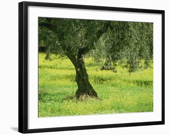 Landscape of Olive Tree and Wild Flowers Near Trujillo, in Extremadura, Spain, Europe-Michael Busselle-Framed Photographic Print
