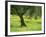 Landscape of Olive Tree and Wild Flowers Near Trujillo, in Extremadura, Spain, Europe-Michael Busselle-Framed Photographic Print