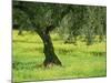 Landscape of Olive Tree and Wild Flowers Near Trujillo, in Extremadura, Spain, Europe-Michael Busselle-Mounted Photographic Print