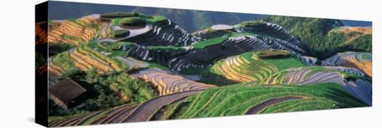 Landscape of Rice Terraces, China-Keren Su-Stretched Canvas