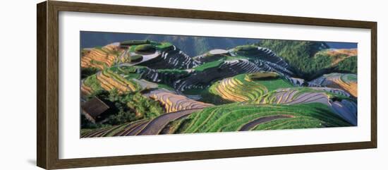 Landscape of Rice Terraces, China-Keren Su-Framed Photographic Print