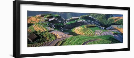 Landscape of Rice Terraces, China-Keren Su-Framed Photographic Print