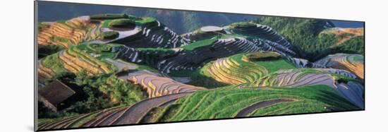 Landscape of Rice Terraces, China-Keren Su-Mounted Photographic Print