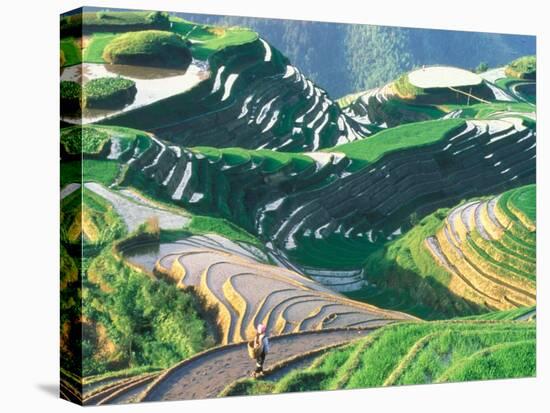Landscape of Rice Terraces, Guangxi, China-Keren Su-Stretched Canvas