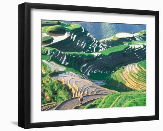 Landscape of Rice Terraces, Guangxi, China-Keren Su-Framed Premium Photographic Print