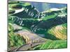 Landscape of Rice Terraces, Guangxi, China-Keren Su-Mounted Premium Photographic Print