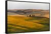 Landscape of rolling wheat field at sunrise, Palouse, Washington State, USA-Keren Su-Framed Stretched Canvas