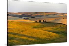 Landscape of rolling wheat field at sunrise, Palouse, Washington State, USA-Keren Su-Stretched Canvas