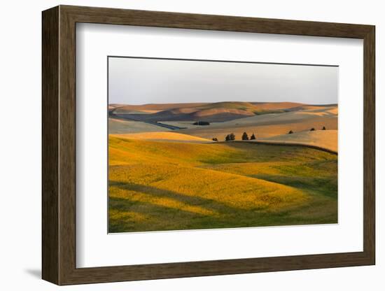 Landscape of rolling wheat field at sunrise, Palouse, Washington State, USA-Keren Su-Framed Photographic Print