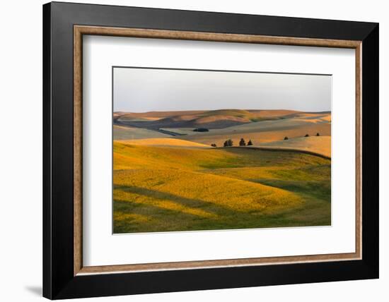 Landscape of rolling wheat field at sunrise, Palouse, Washington State, USA-Keren Su-Framed Photographic Print