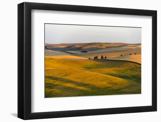 Landscape of rolling wheat field at sunrise, Palouse, Washington State, USA-Keren Su-Framed Photographic Print