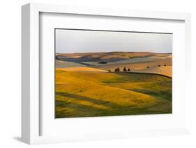 Landscape of rolling wheat field at sunrise, Palouse, Washington State, USA-Keren Su-Framed Photographic Print