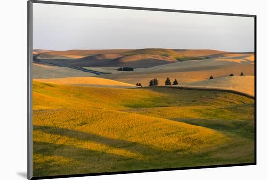 Landscape of rolling wheat field at sunrise, Palouse, Washington State, USA-Keren Su-Mounted Photographic Print