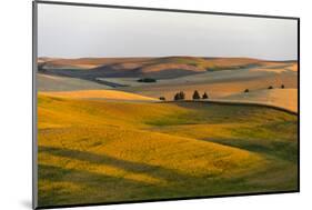 Landscape of rolling wheat field at sunrise, Palouse, Washington State, USA-Keren Su-Mounted Photographic Print