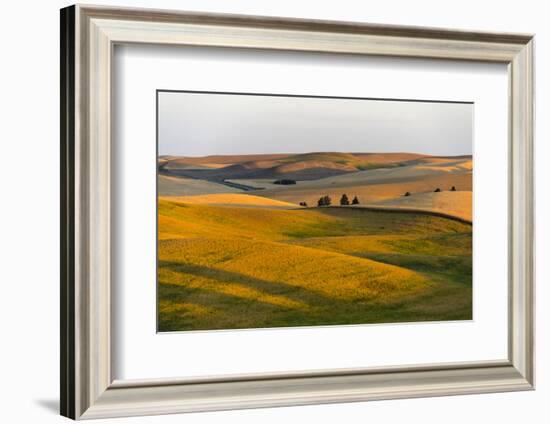 Landscape of rolling wheat field at sunrise, Palouse, Washington State, USA-Keren Su-Framed Photographic Print