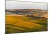 Landscape of rolling wheat field at sunrise, Palouse, Washington State, USA-Keren Su-Mounted Photographic Print