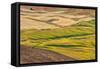 Landscape of rolling wheat field, Palouse, Washington State, USA-Keren Su-Framed Stretched Canvas