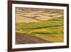 Landscape of rolling wheat field, Palouse, Washington State, USA-Keren Su-Framed Photographic Print