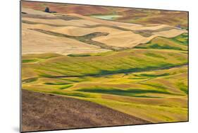 Landscape of rolling wheat field, Palouse, Washington State, USA-Keren Su-Mounted Photographic Print