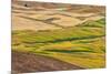 Landscape of rolling wheat field, Palouse, Washington State, USA-Keren Su-Mounted Photographic Print