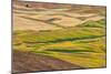 Landscape of rolling wheat field, Palouse, Washington State, USA-Keren Su-Mounted Photographic Print