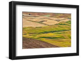 Landscape of rolling wheat field, Palouse, Washington State, USA-Keren Su-Framed Photographic Print