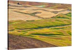 Landscape of rolling wheat field, Palouse, Washington State, USA-Keren Su-Stretched Canvas