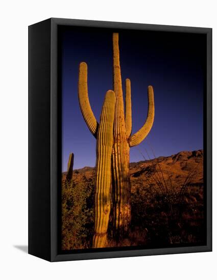 Landscape of Saguaro National Monument, Arizona, USA-Art Wolfe-Framed Stretched Canvas