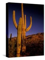 Landscape of Saguaro National Monument, Arizona, USA-Art Wolfe-Stretched Canvas