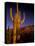 Landscape of Saguaro National Monument, Arizona, USA-Art Wolfe-Stretched Canvas