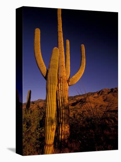 Landscape of Saguaro National Monument, Arizona, USA-Art Wolfe-Stretched Canvas