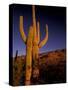 Landscape of Saguaro National Monument, Arizona, USA-Art Wolfe-Stretched Canvas