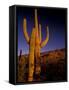 Landscape of Saguaro National Monument, Arizona, USA-Art Wolfe-Framed Stretched Canvas