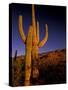 Landscape of Saguaro National Monument, Arizona, USA-Art Wolfe-Stretched Canvas