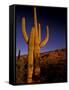 Landscape of Saguaro National Monument, Arizona, USA-Art Wolfe-Framed Stretched Canvas