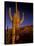 Landscape of Saguaro National Monument, Arizona, USA-Art Wolfe-Stretched Canvas